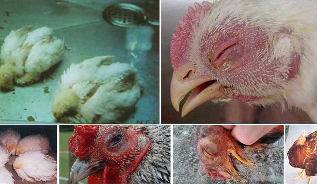 Các bệnh thường gặp ở gà - Thuốc Thú Y và Nuôi Trồng Thủy Sản Mebipha