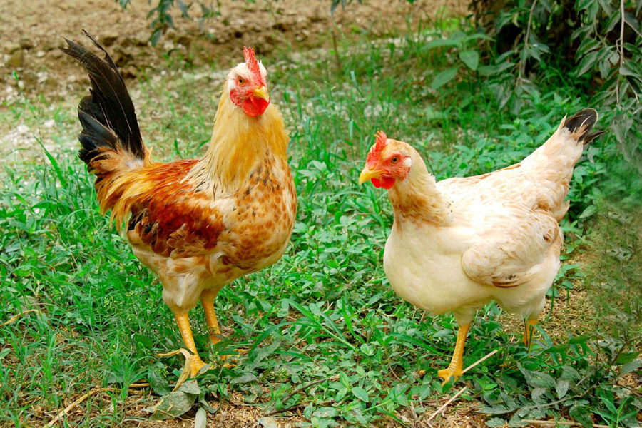 Làm giàu từ nuôi gà thả vườn, tại sao không? - Agri.vn