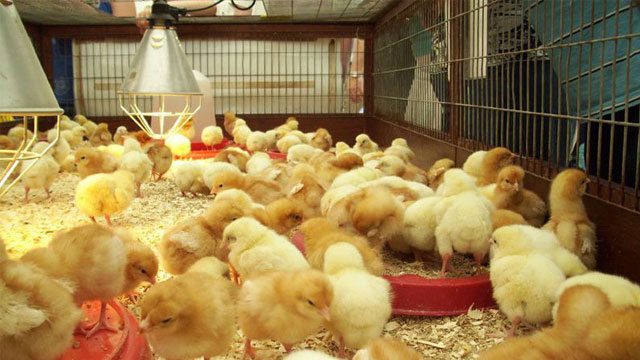 Cách điều trị mất nước ở gà con - Hoan Duong J.S.C