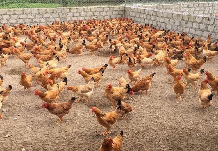 Gà lai: Đặc điểm và phương pháp nhân giống phù hợp
