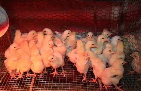 Kỹ thuật nuôi và chăm sóc gà con từ 1 đến 28 ngày tuổi - Chăn nuôi Việt Nam