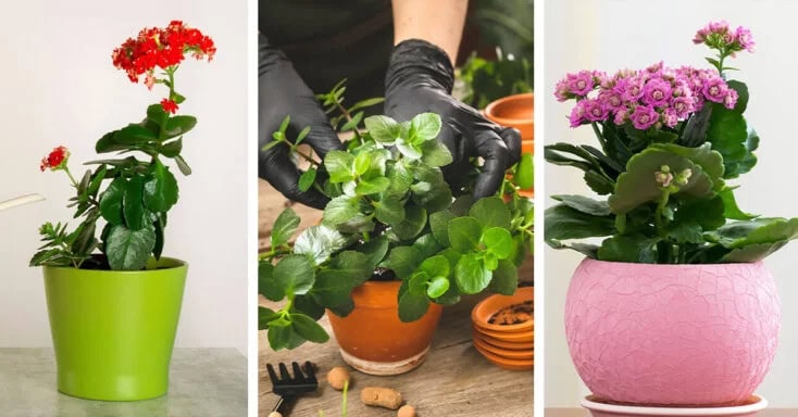 Cây trường sinh: Đặc điểm, Mô tả, Công dụng và Chăm sóc | Vườn Ngọc Tân