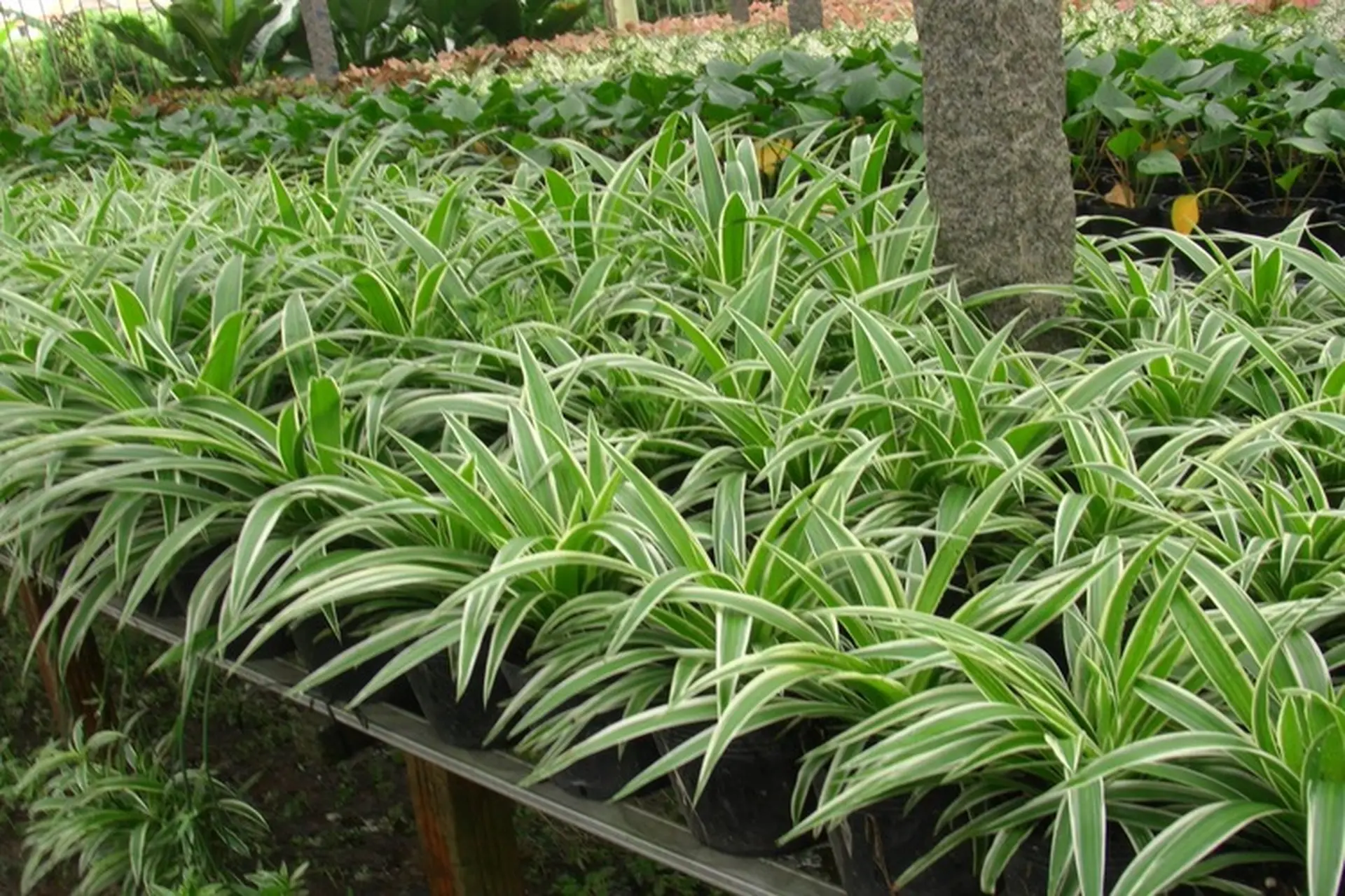 Cỏ lan chi: Loài cây cảnh thanh lọc không khí, biểu tượng của sự sinh sôi