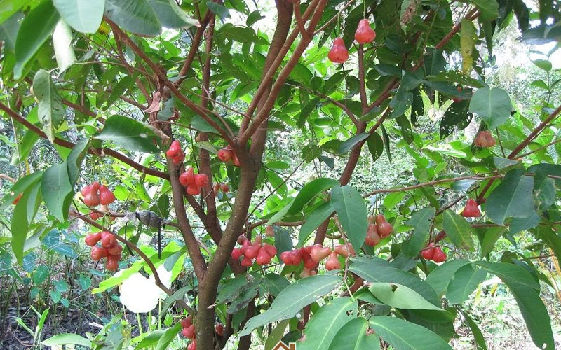 Cây Roi đỏ - Giống cây ăn quả dễ trồng, mang lại lợi ích tuyệt vời cho sức khỏe