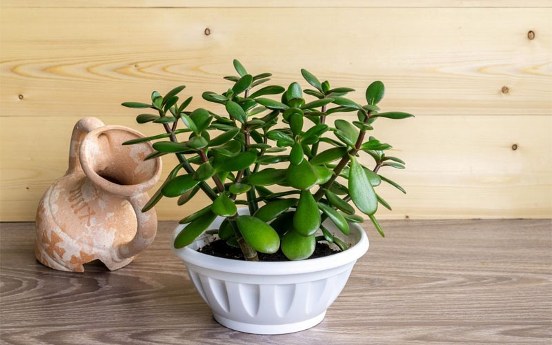 Cây ngọc bích là gì?