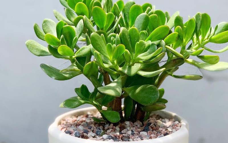 Kỹ thuật chăm sóc cây ngọc bích