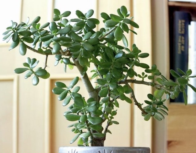 Trồng cây ngọc bích trong nhà giúp thanh lọc không khí và làm đẹp cảnh quan, khiến cảnh quan trở nên sống động và đẹp mắt hơn.