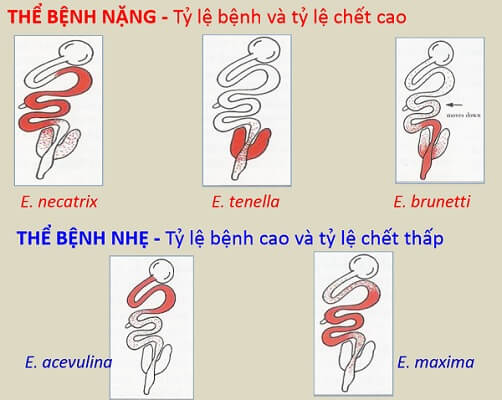 Tìm hiểu về bệnh cầu trùng ở gà - Y KHOA VIỆT ANH - Công ty VIAVET
