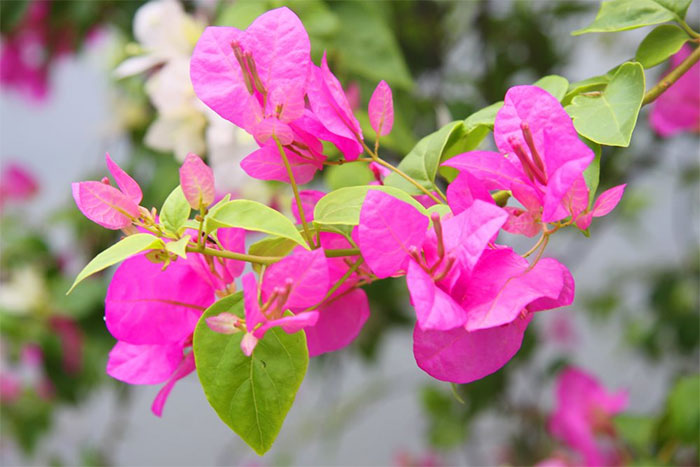 ý nghĩa hoa giấy màu hồng