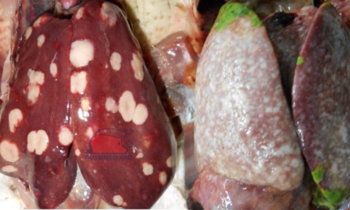 Bệnh Leuco trên gà: nguyên nhân và biện pháp phòng trị