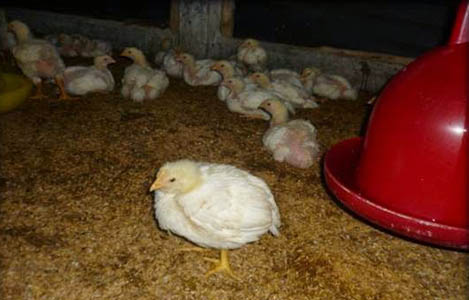 Triệu chứng và cách xử lý khi phát hiện gà nhiễm bệnh ORT? - Chăn nuôi Việt Nam