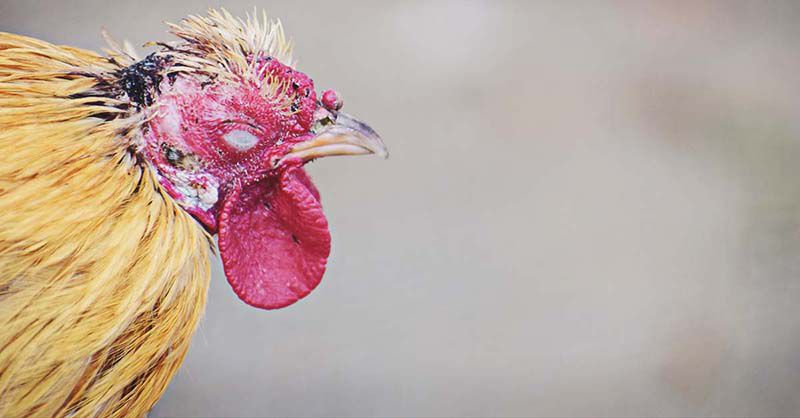 Gà Bị Thối Tai Là Gì? Làm Thế Nào Để Chữa Gà Bị Thối Tai?