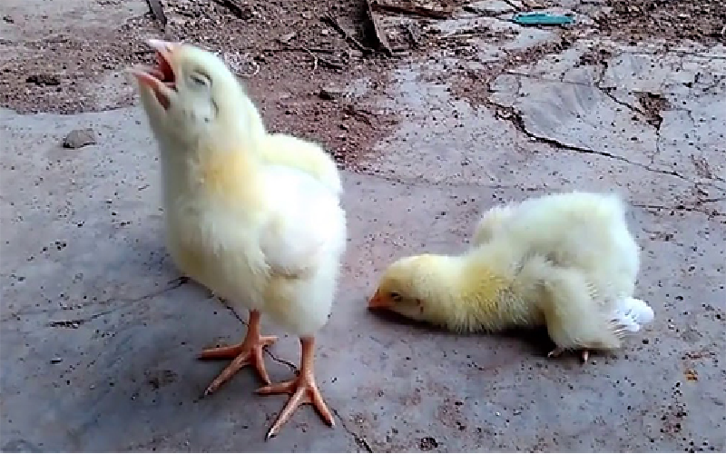 Bệnh ORT ở gà - Bệnh hắt hơi ở gà nguyên nhân và cách điều trị - Trại giống gia cầm Phú Quý