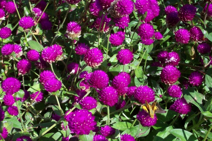 Hoa bách nhật: Nguồn gốc, đặc tính và ý nghĩa hoa