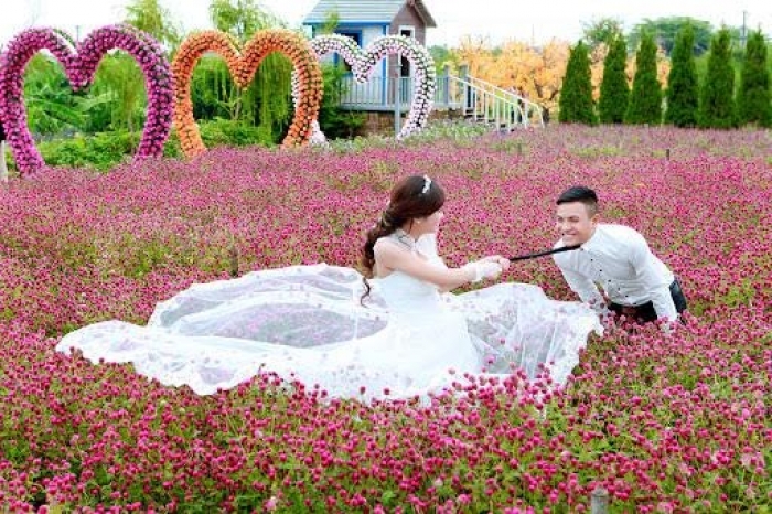 Hoa bách nhật: Nguồn gốc, đặc tính và ý nghĩa hoa