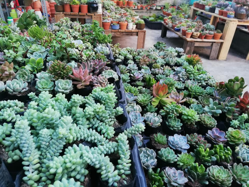 Ý nghĩa của cây sen đá khiến nhiều người phải bất ngờ