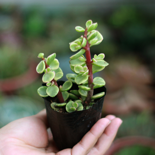 Ý nghĩa của cây sen đá khiến nhiều người phải bất ngờ