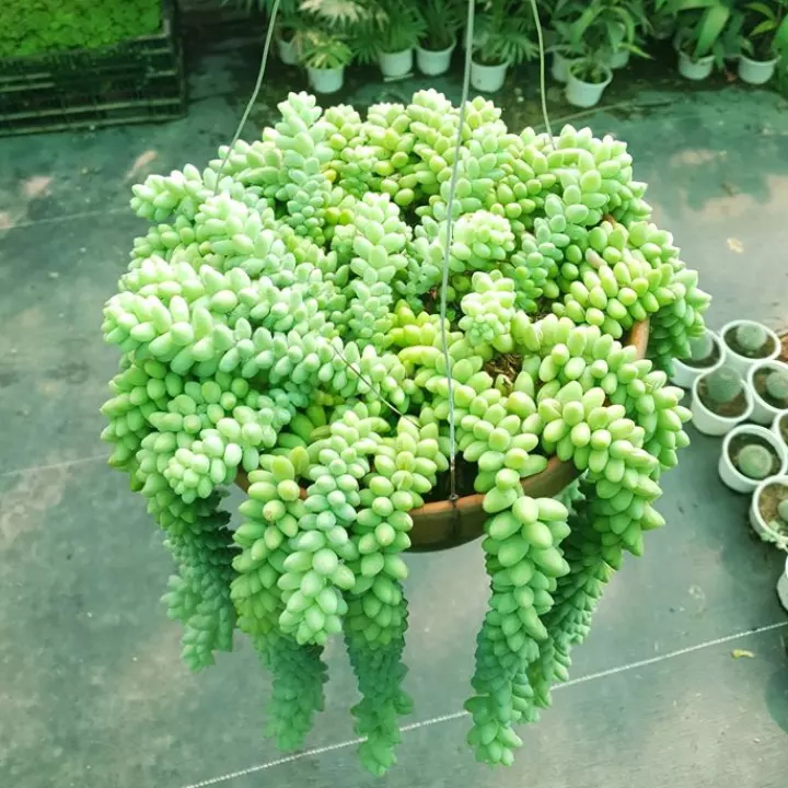 Ý nghĩa của cây sen đá khiến nhiều người phải bất ngờ