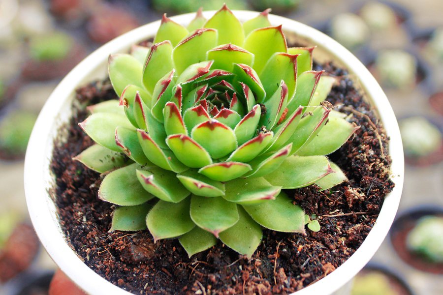 Ý nghĩa của cây sen đá khiến nhiều người phải bất ngờ