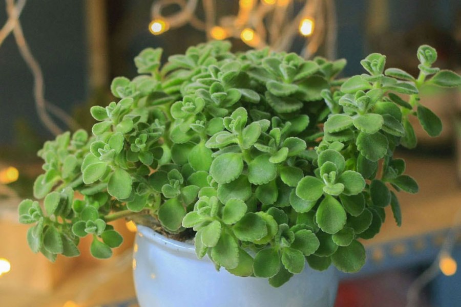 Ý nghĩa của cây sen đá khiến nhiều người phải bất ngờ