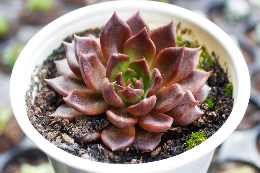 Ý nghĩa của cây sen đá khiến nhiều người phải bất ngờ