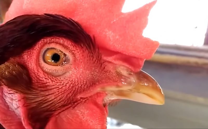 Phòng và chữa bệnh CORYZA trên gà hiệu quả - Niên Giám Nông Nghiệp