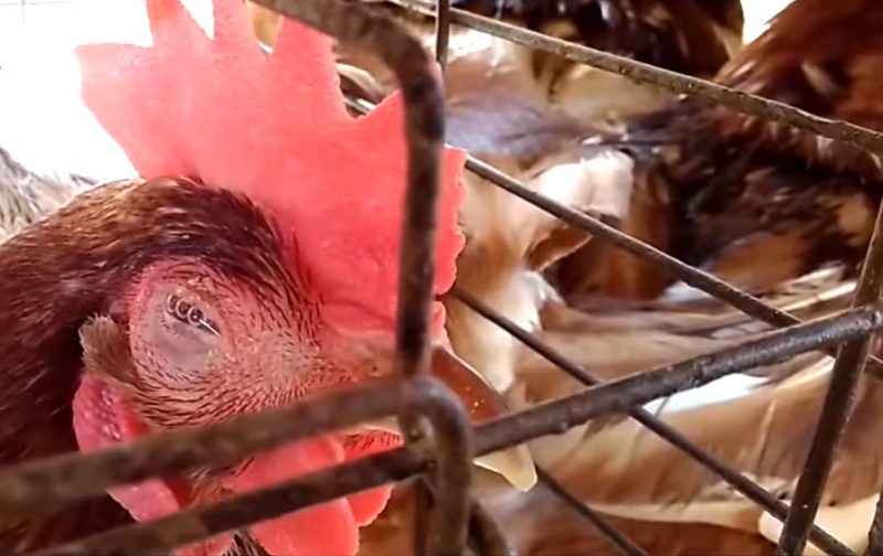 Phòng và chữa bệnh CORYZA trên gà hiệu quả - Niên Giám Nông Nghiệp