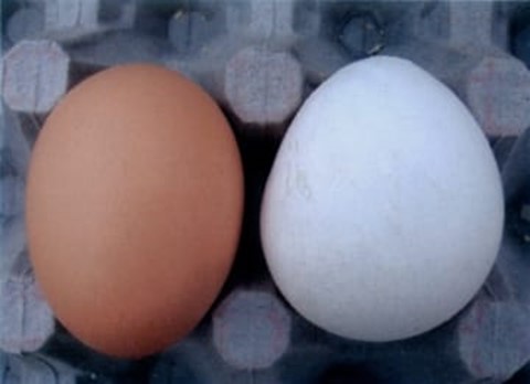 Hội chứng giảm đẻ ở gà (EDS: Egg Drop Syndrome) - Khoa Thú y