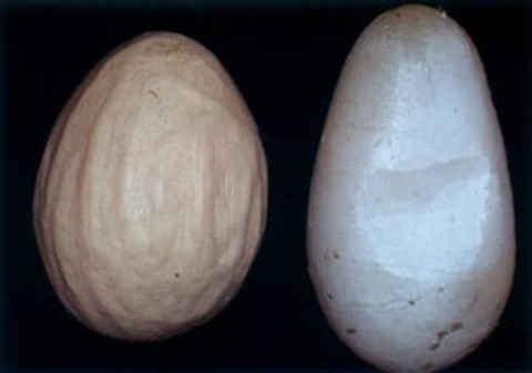 Trứng gà bị biến dạng do EDS 76