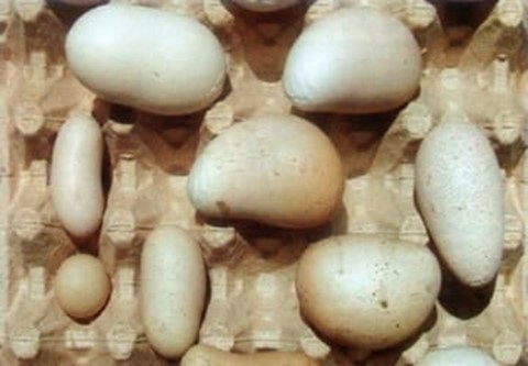 Trứng gà có hình dạng bất thường