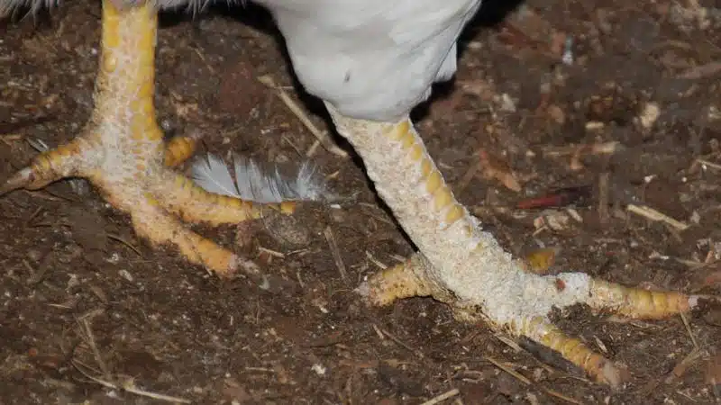 Tìm Hiểu Bệnh Gà Bị Khô Chân Teo Lườn Và Cách Chữa Trị