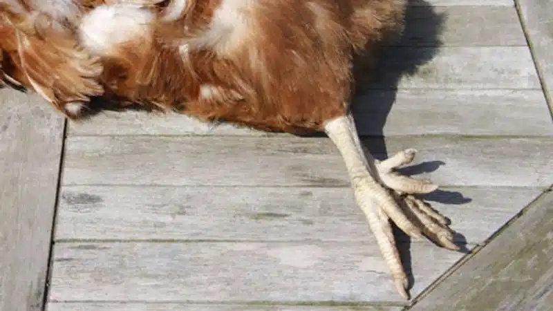 Tìm Hiểu Bệnh Gà Bị Khô Chân Teo Lườn Và Cách Chữa Trị