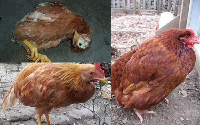 Nguyên nhân gây bệnh viêm mũi Ecoli trên gà