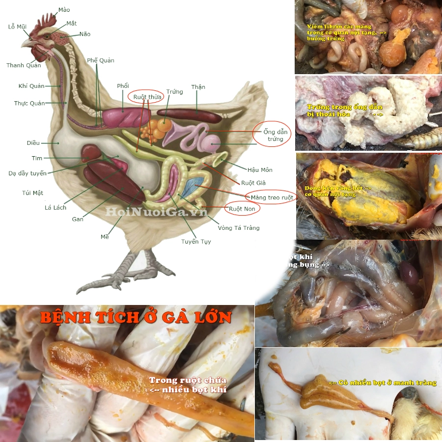 Bệnh tích do Ecoli