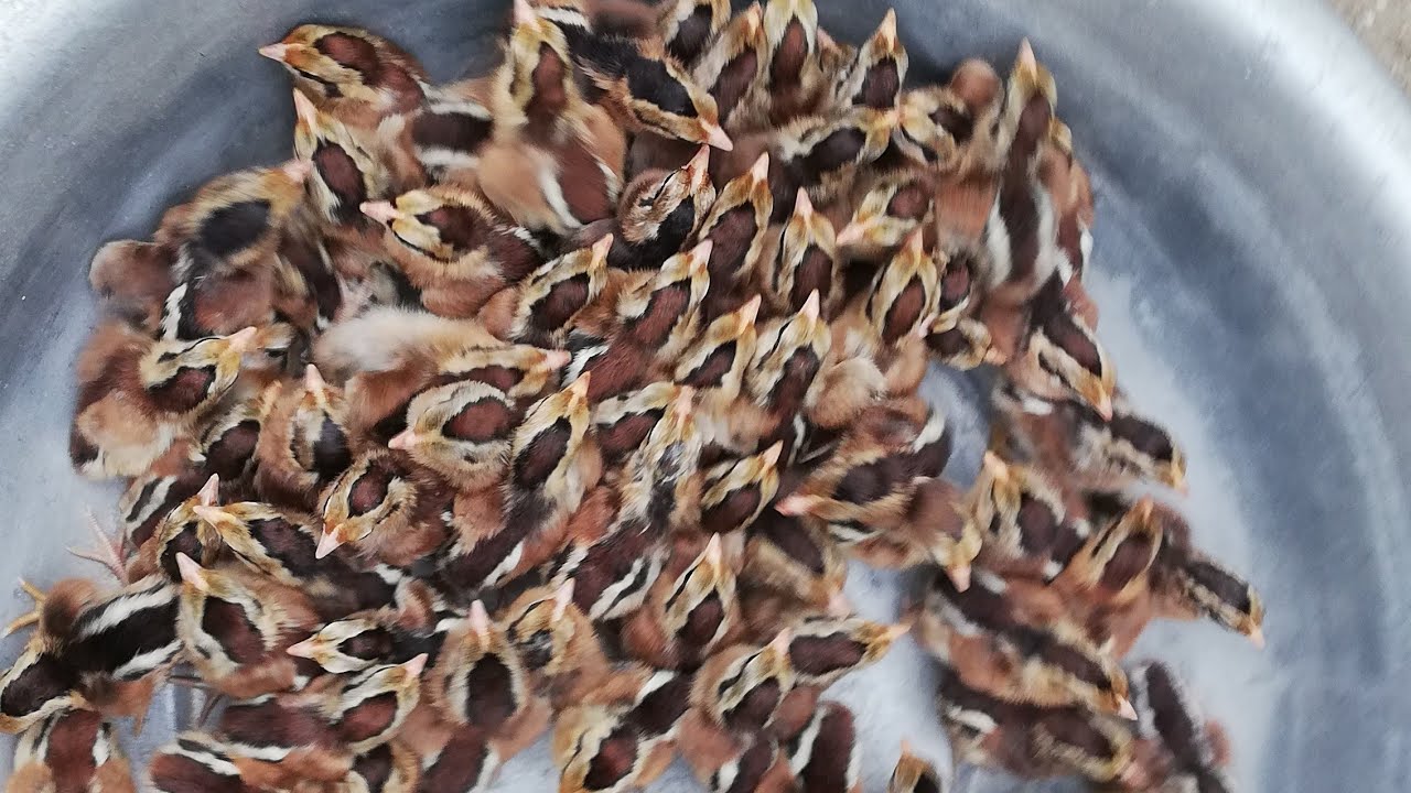 Cách nuôi gà rừng con khỏe mạnh, lớn nhanh và không bị chết - Cẩm nang nuôi trồng sinh vật cảnh