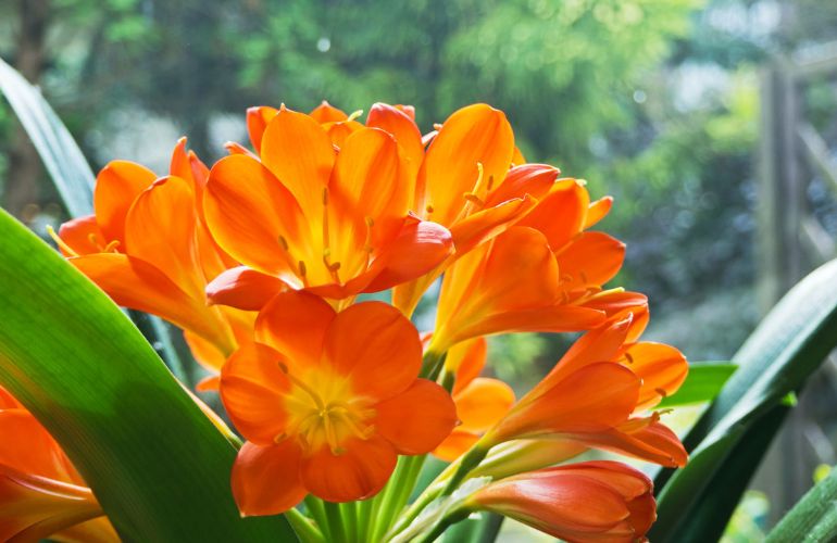 Cây Lan Quân Tử mang lại sự cao quý và may mắn