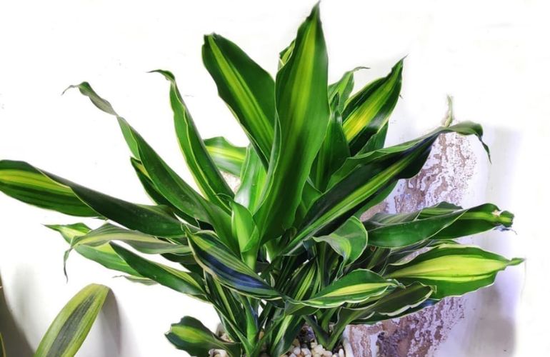 Cây Thiết Mộc Lan Kiểng có sọc vàng hợp mệnh Thổ