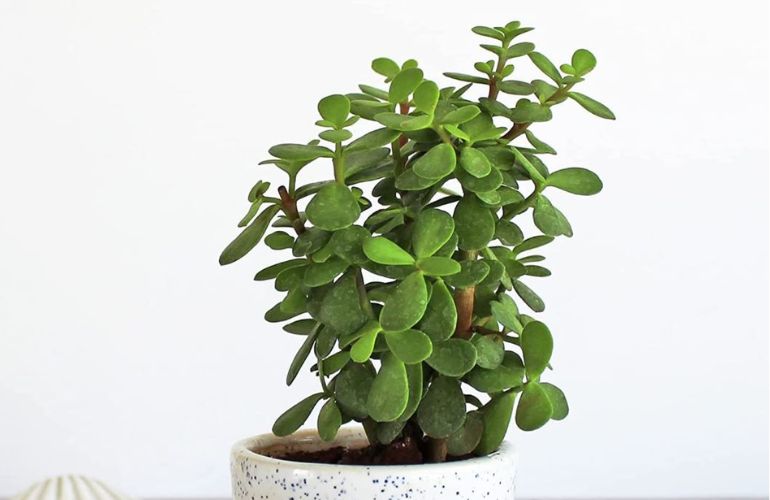 Cây có màu xanh lá đậm thuộc hành Mộc khắc Thổ