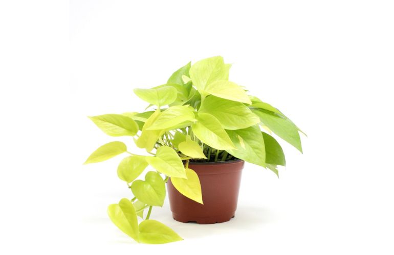 Cây Trầu Bà Vàng mang lại sự hòa hợp cho người mệnh Thổ