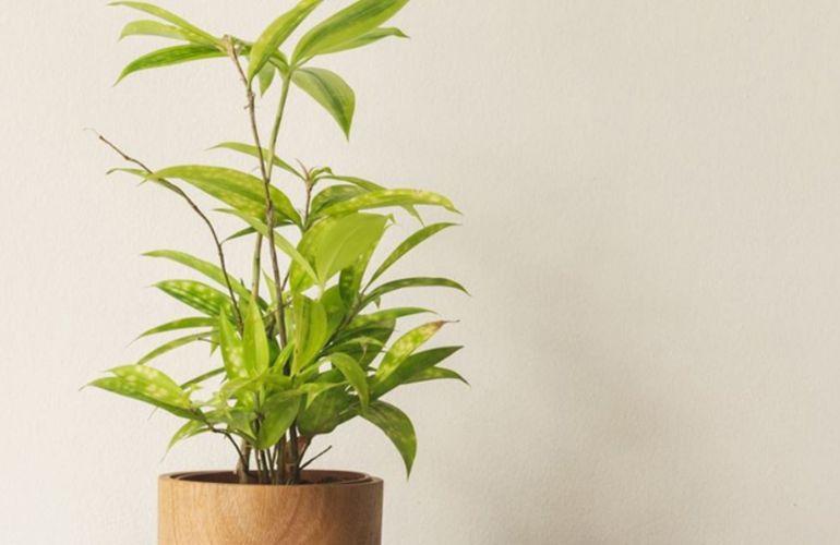 Cây Trúc Nhật Vàng hợp mệnh Thổ