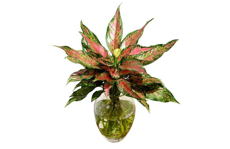 Cây Vạn Lộc mang lại động lực và tài lộc cho mệnh Thổ