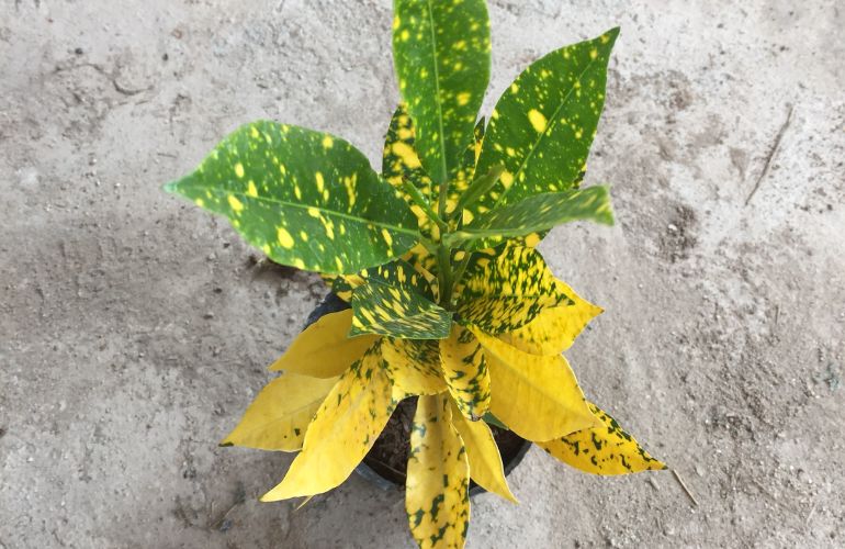 Cây Cô Tòng Lá Đốm có đốm vàng cam