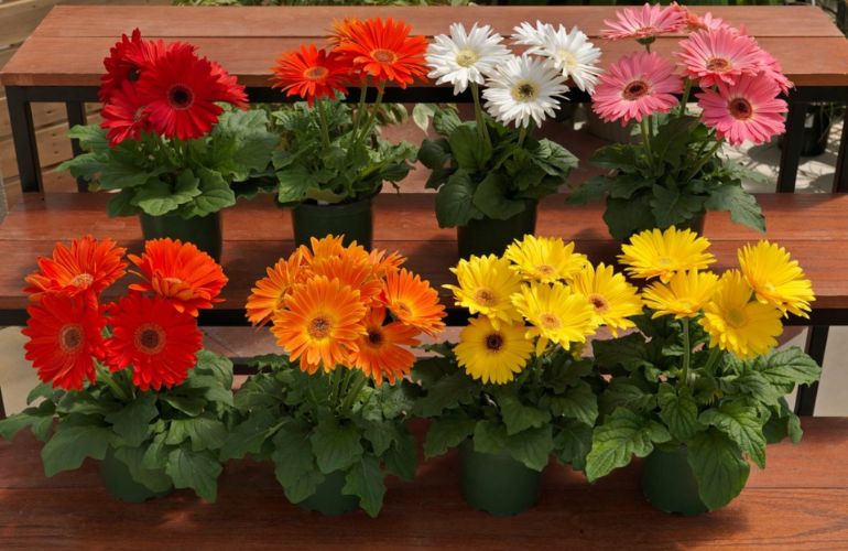 Cây Hoa Đồng Tiền với màu sắc rực rỡ