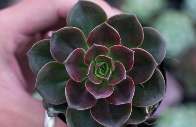 Cây Sen Đá Nâu là biểu tượng của sự kiên cường