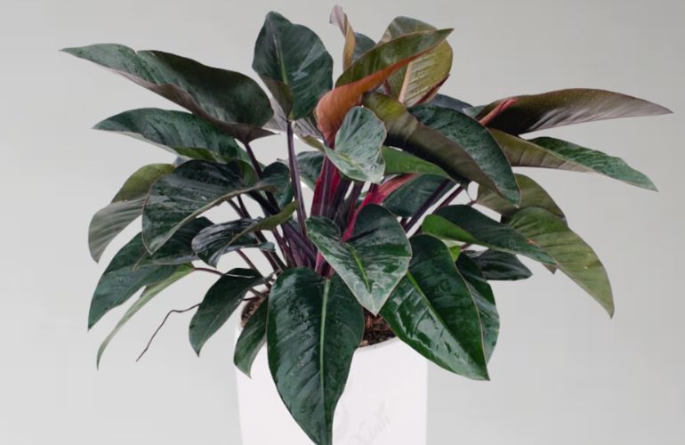 Cây Trầu Bà Đế Vương Đỏ thể hiện sự quyền uy