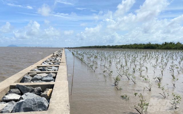 Trồng rừng phòng hộ ven biển