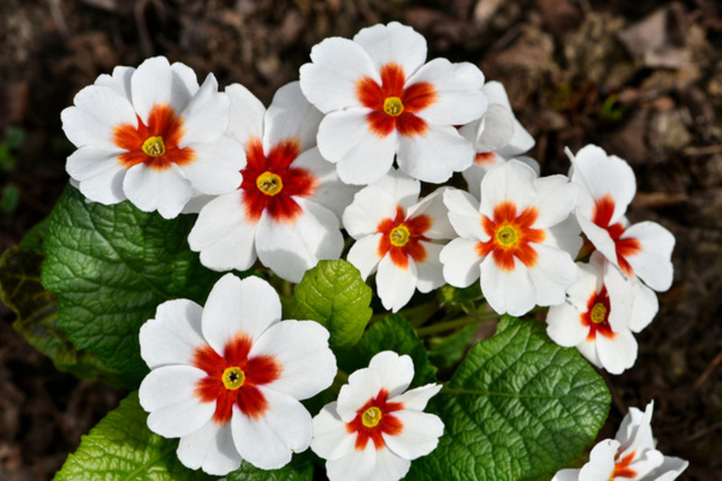 Đặc điểm nổi bật và ý nghĩa đặc trưng của hoa anh thảo