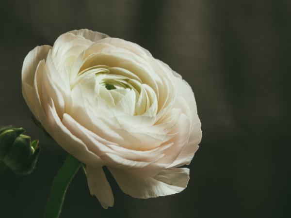 Ý Nghĩa Hoa Mao Lương – Sự Dịu Dàng Mang Đến Vô Vàn May Mắn