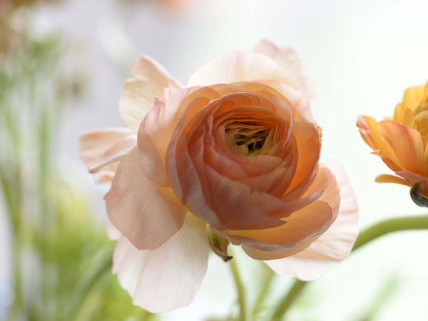 Ý Nghĩa Hoa Mao Lương – Sự Dịu Dàng Mang Đến Vô Vàn May Mắn