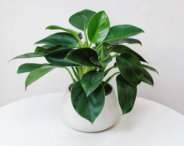 Cây đế vương xanh đặt trong phòng khách giúp tăng vận khí